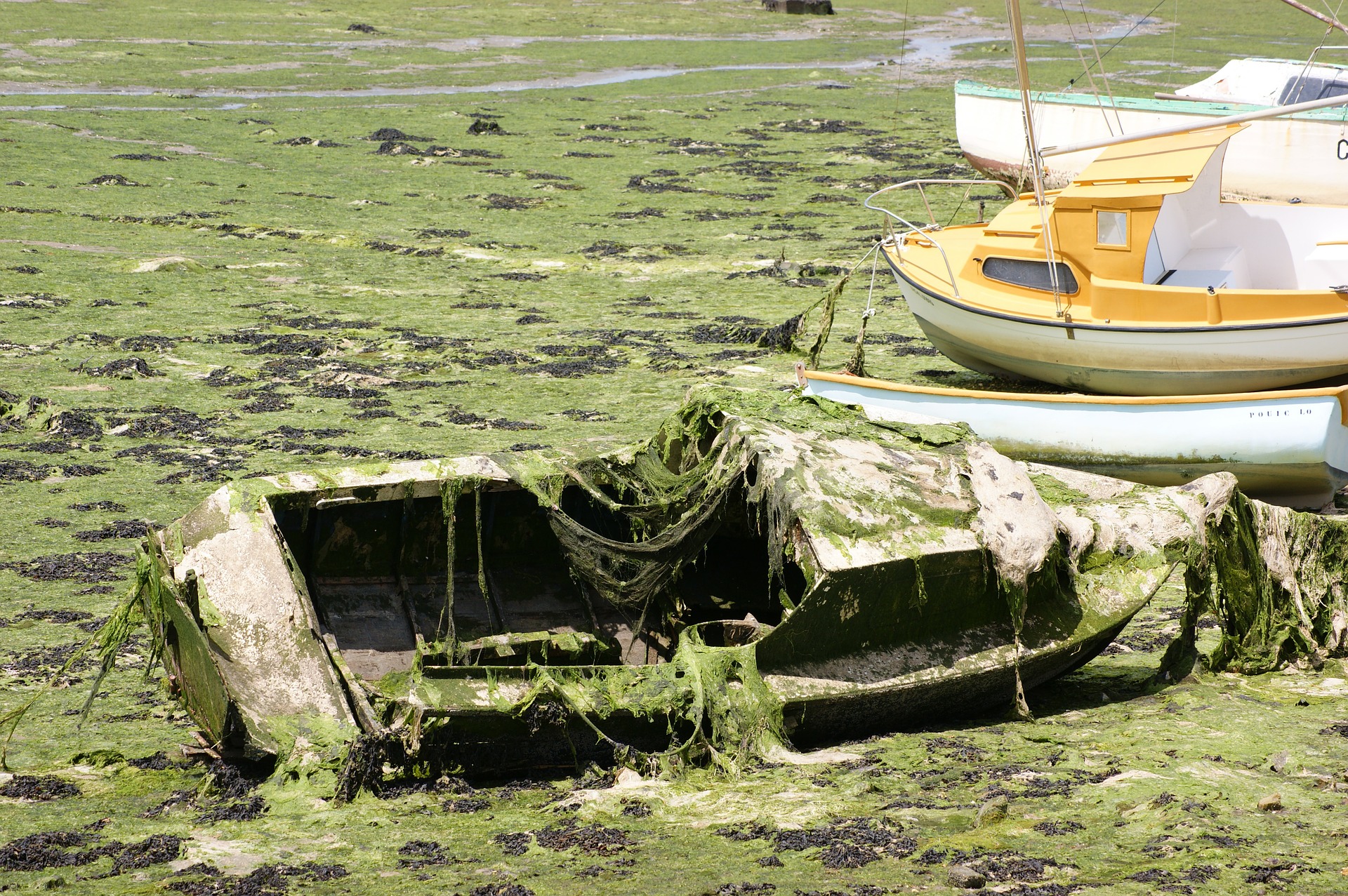 marine growth algae on a boat