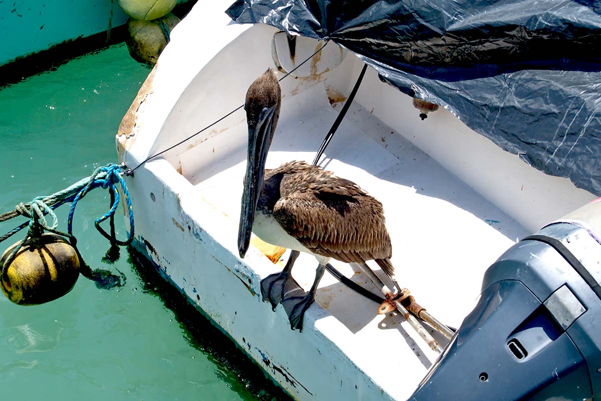 Bird poop on a boat