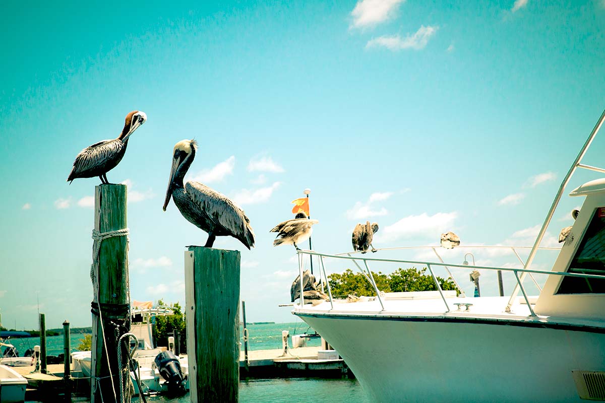 Eliminating bird poop from your boat tips