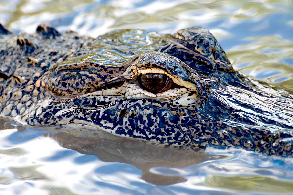 Boating in a swamp tips alligator