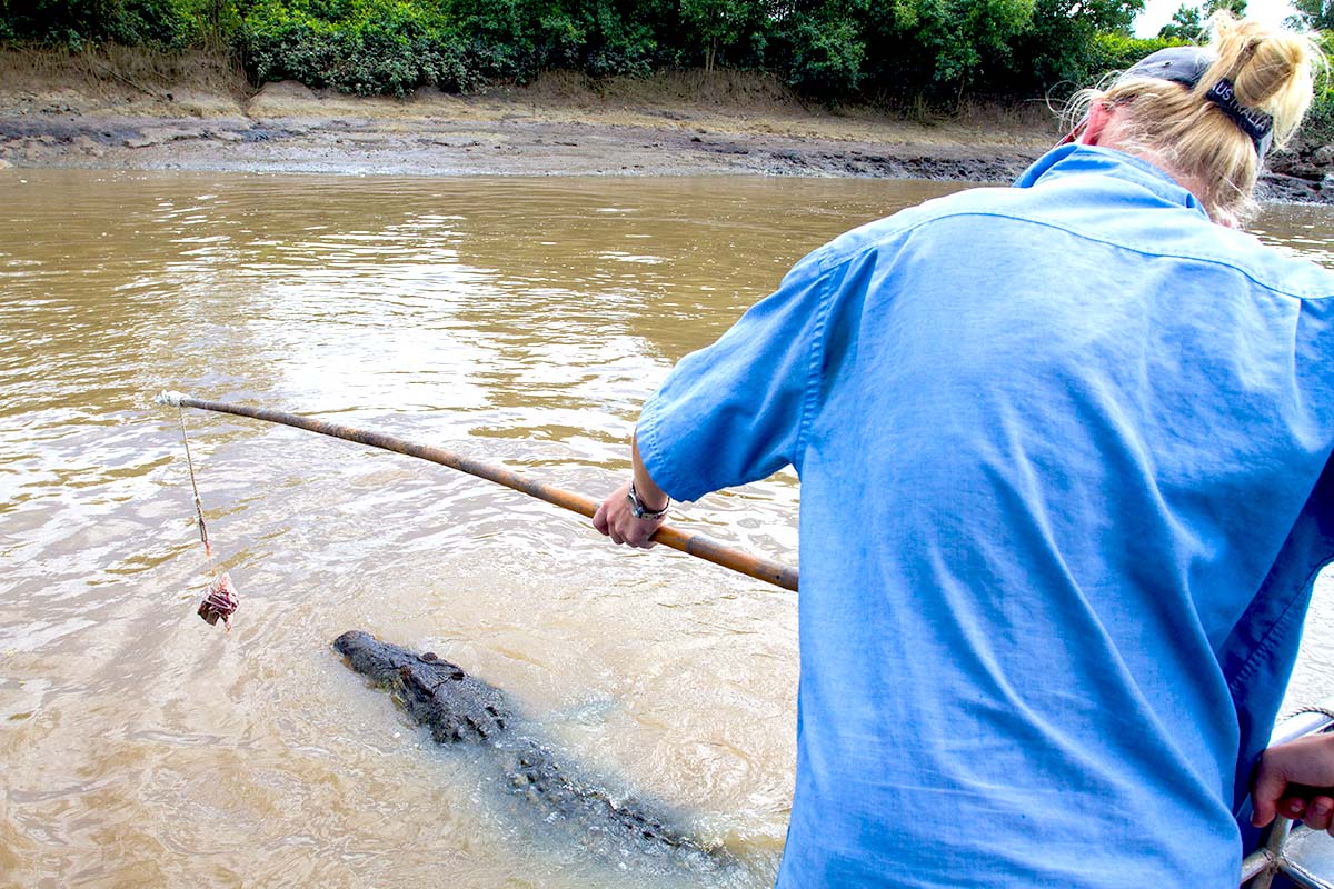 Boating responsibly wildlife alligator feeding
