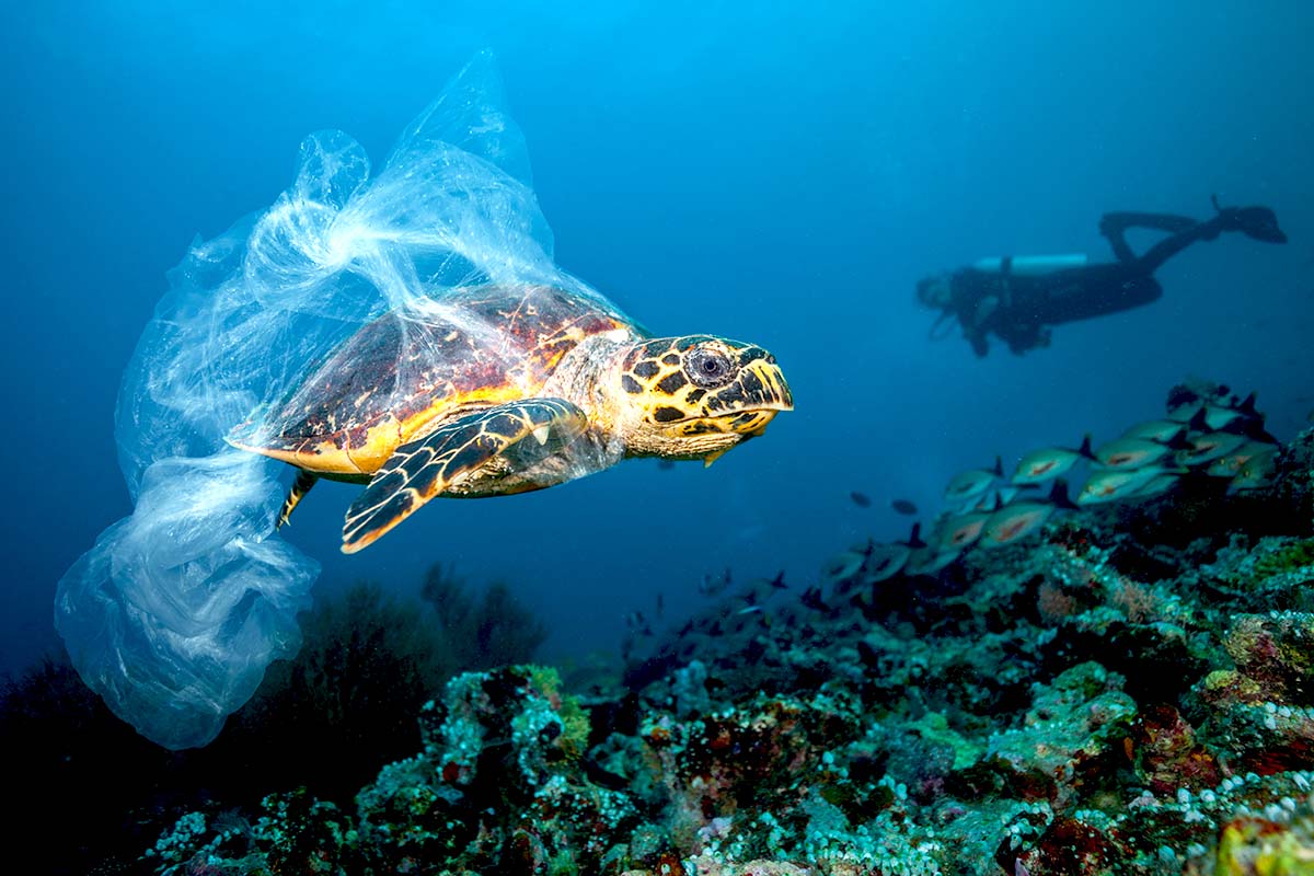 Boating responsibly around marine wildlife sea turtle