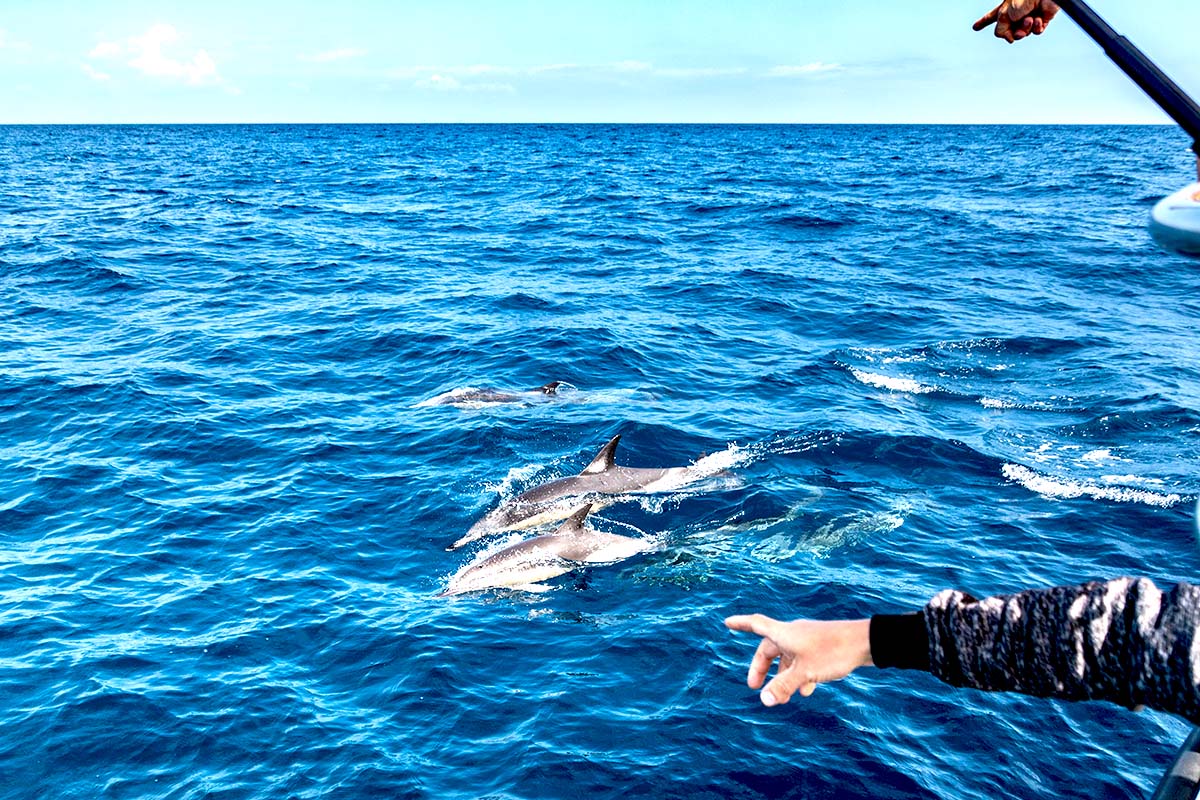 Boating responsibly around marine wildlife dolphins