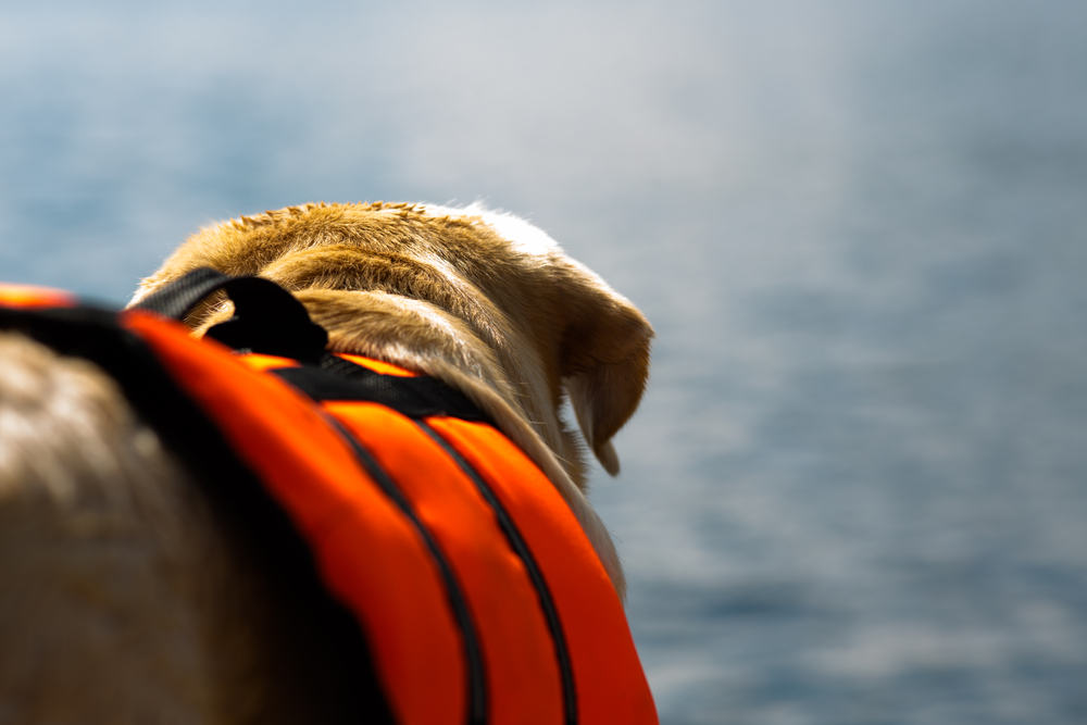 Boating with dogs life vest