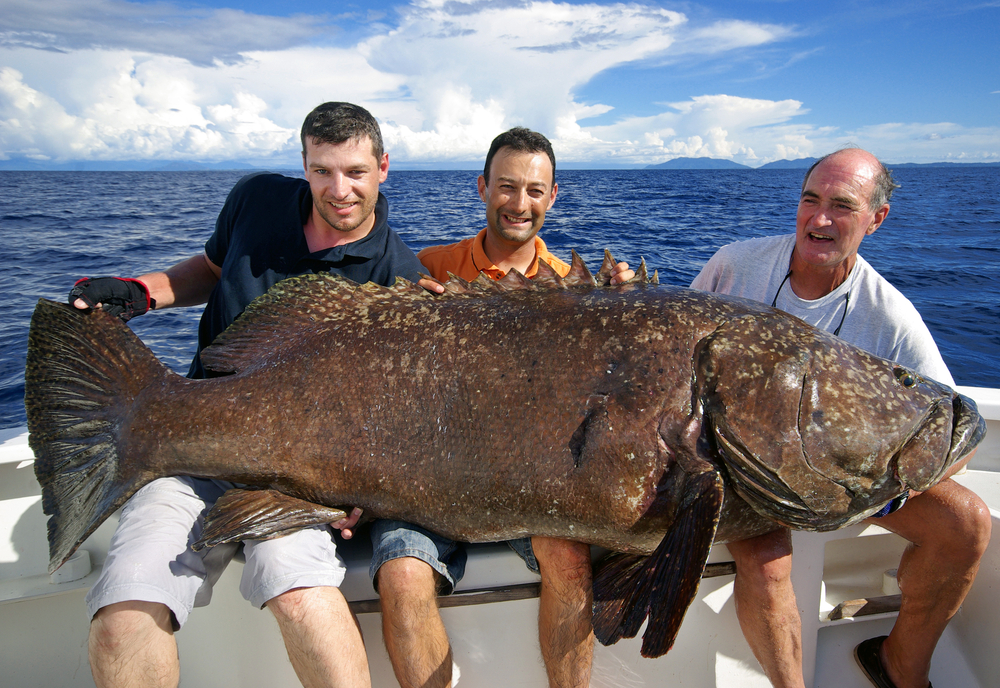 Downrigging catch giant grouper