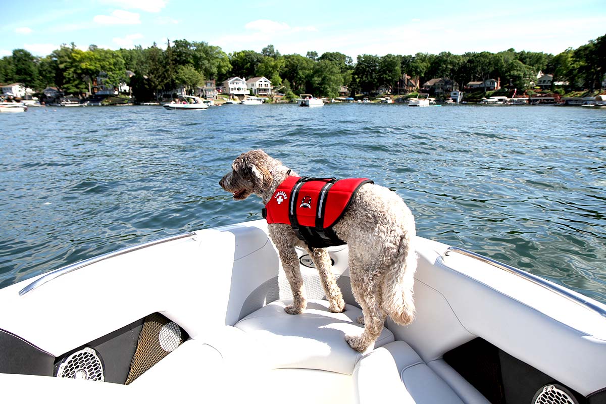 Boating with dogs pet life vest