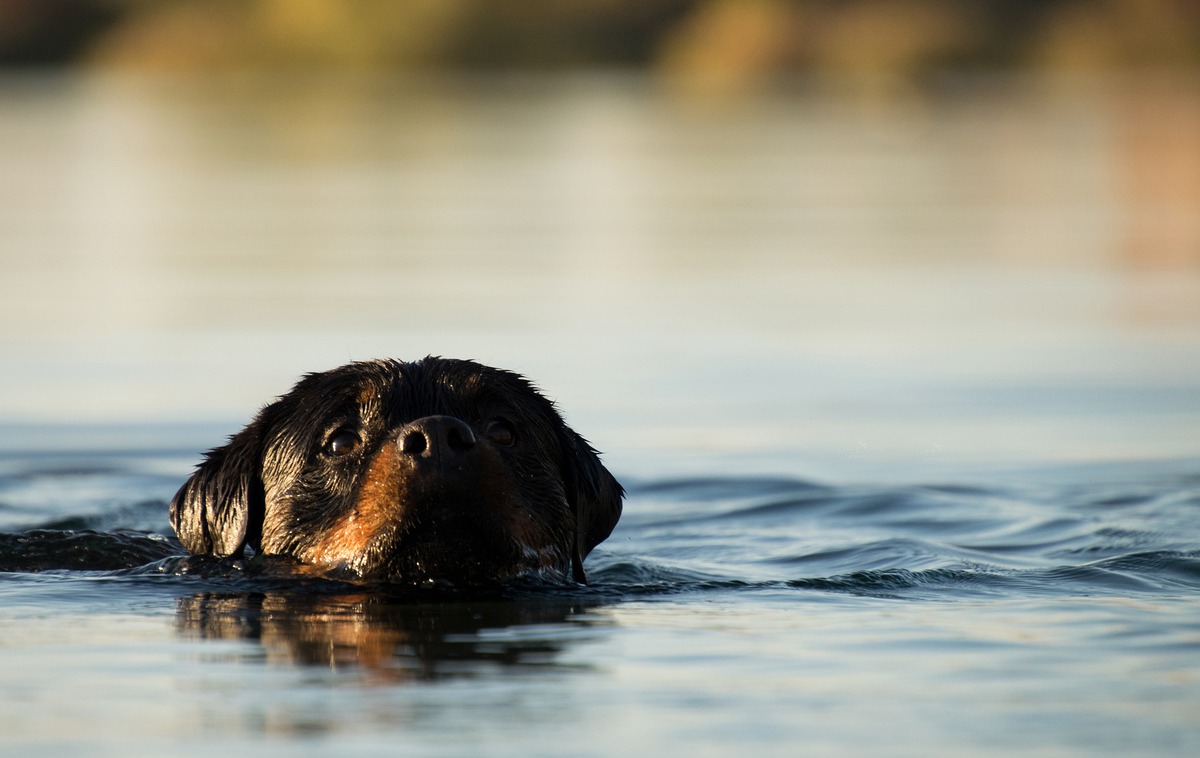 Dog swimming boating safety