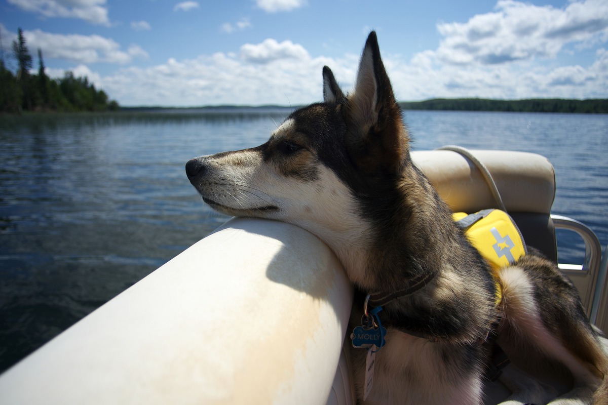 Boating with dogs safety tips