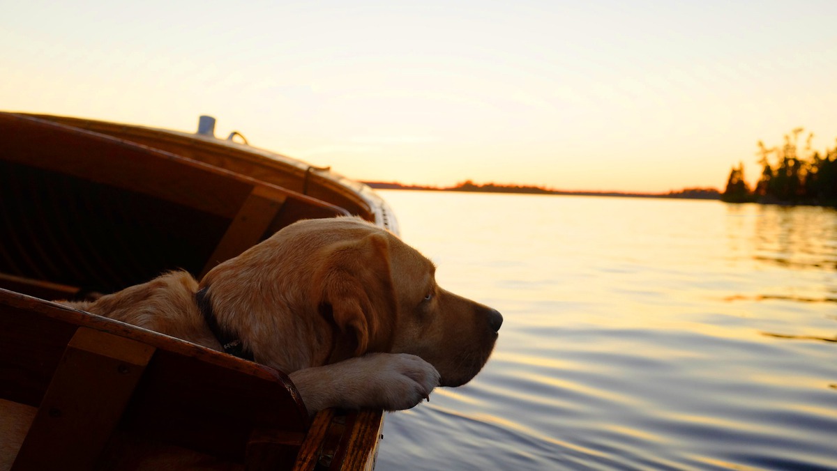 Boating with a dog tips