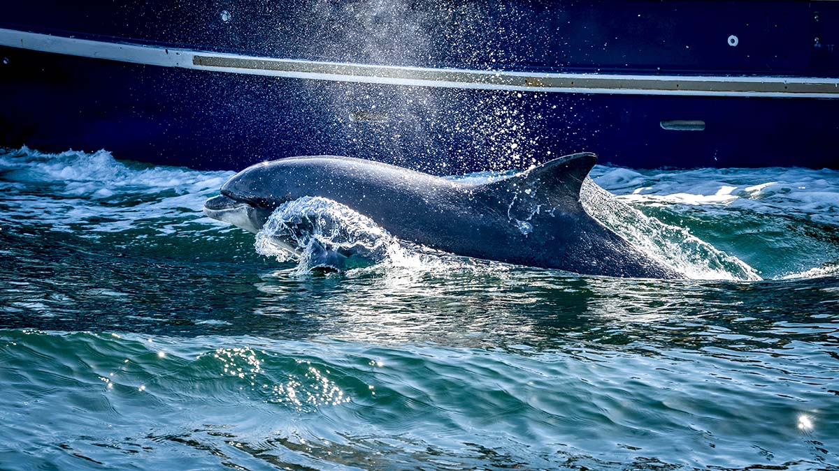 Dolphin swimming alongside boat